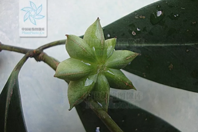 【中药科普】惊！香港脚可以用卤猪蹄的方式来治疗