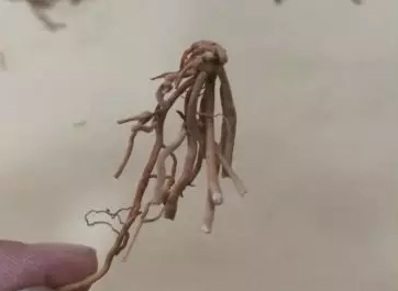 【中药科普】正了八经的徐长卿，原来是这样