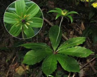 七片叶子+一朵花=？