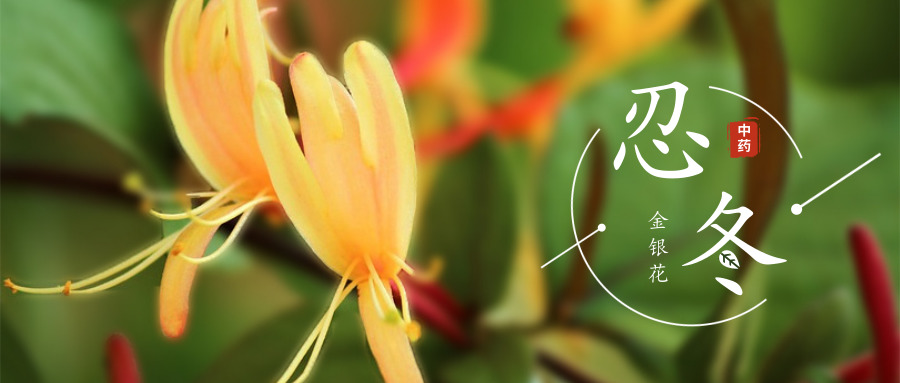 【中药故事】金花银花，能治病的都是好花！