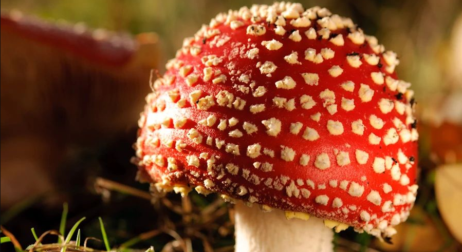 云南女子吃野生菌后出现幻觉，野外蘑菇不要乱吃！